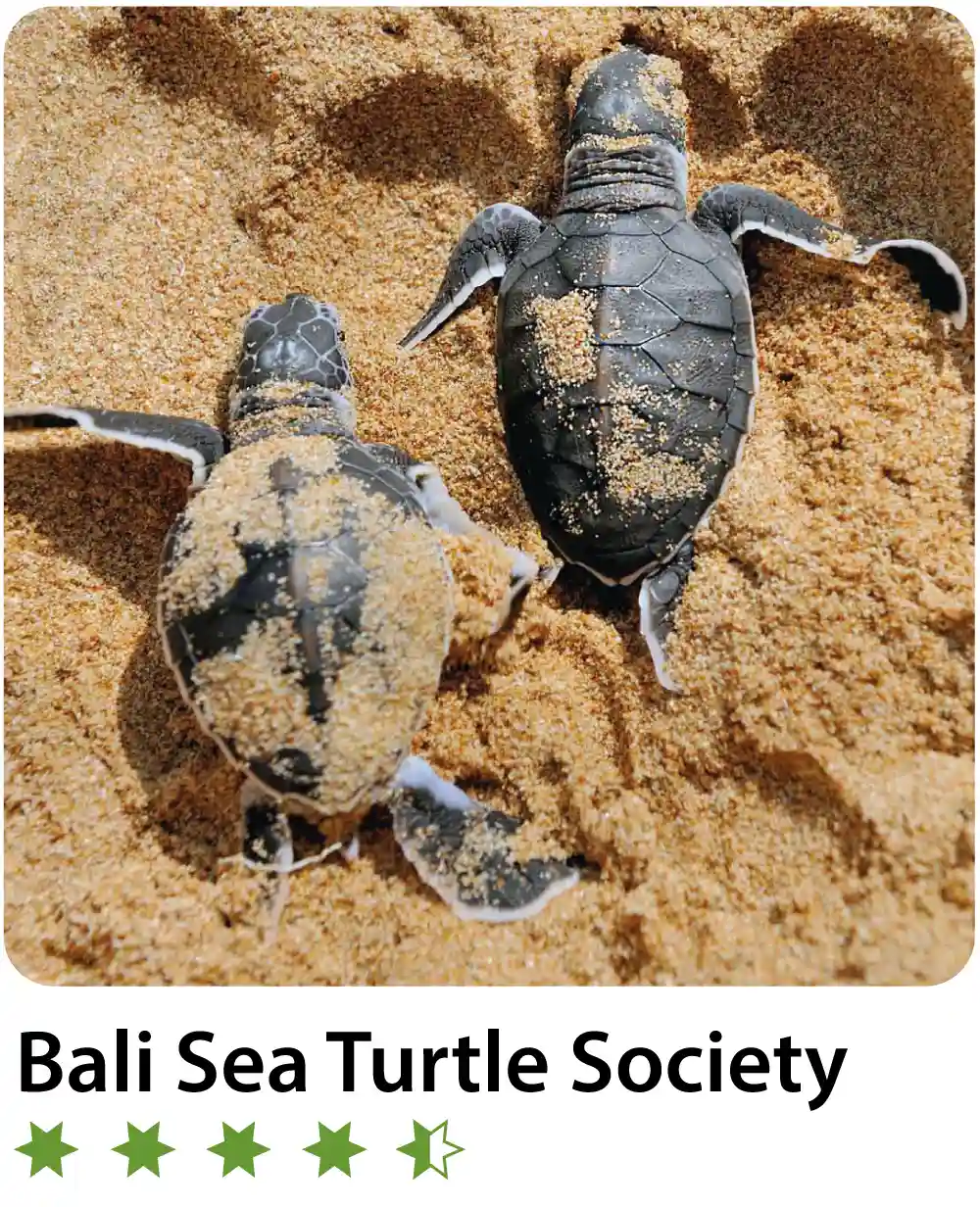 Bali-Sea-Turtle-Society-(BSTS)