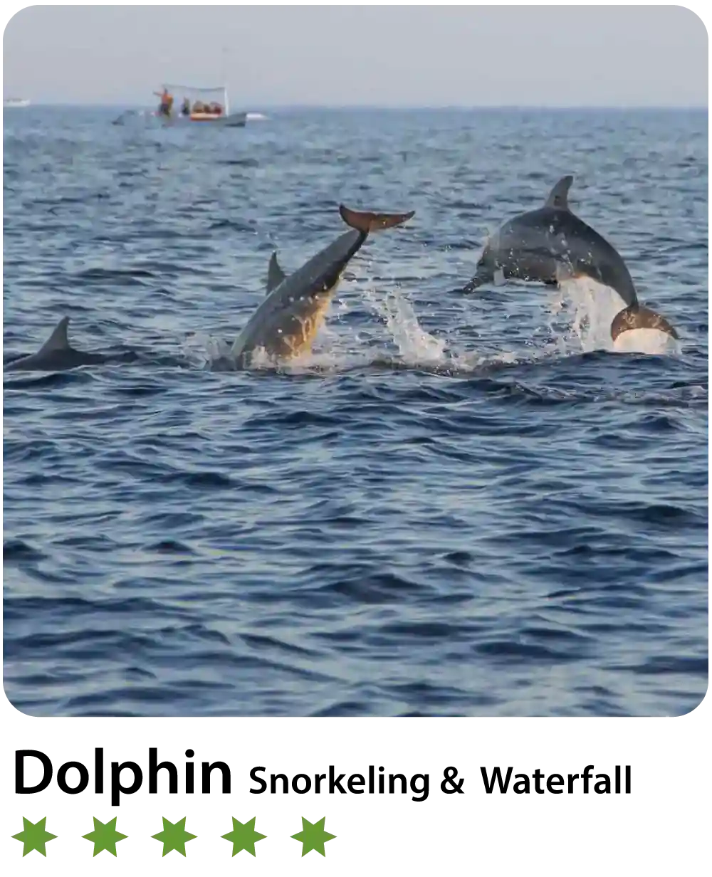 Dolphin-Watching-in-Lovina-Bali
