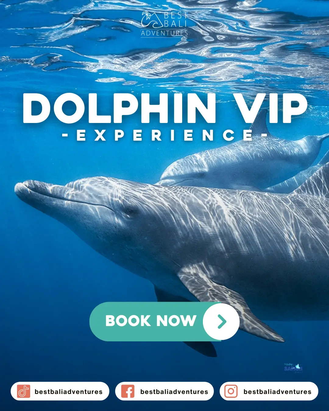Bali Marine Park Dolphin VIP Experience with Best Bali Adventures