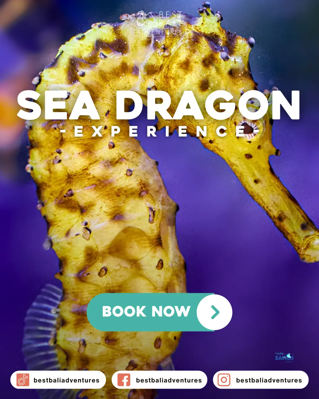 Bali Marine Park Sea Dragon Experience with Best Bali Adventures