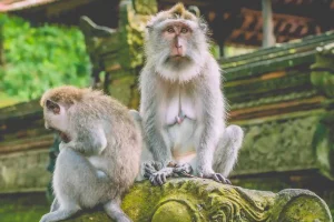 Bali-Silver-Jewelry-Making-and-Ubud-Tour-Sacred-Monkey-Forest-Sanctuary